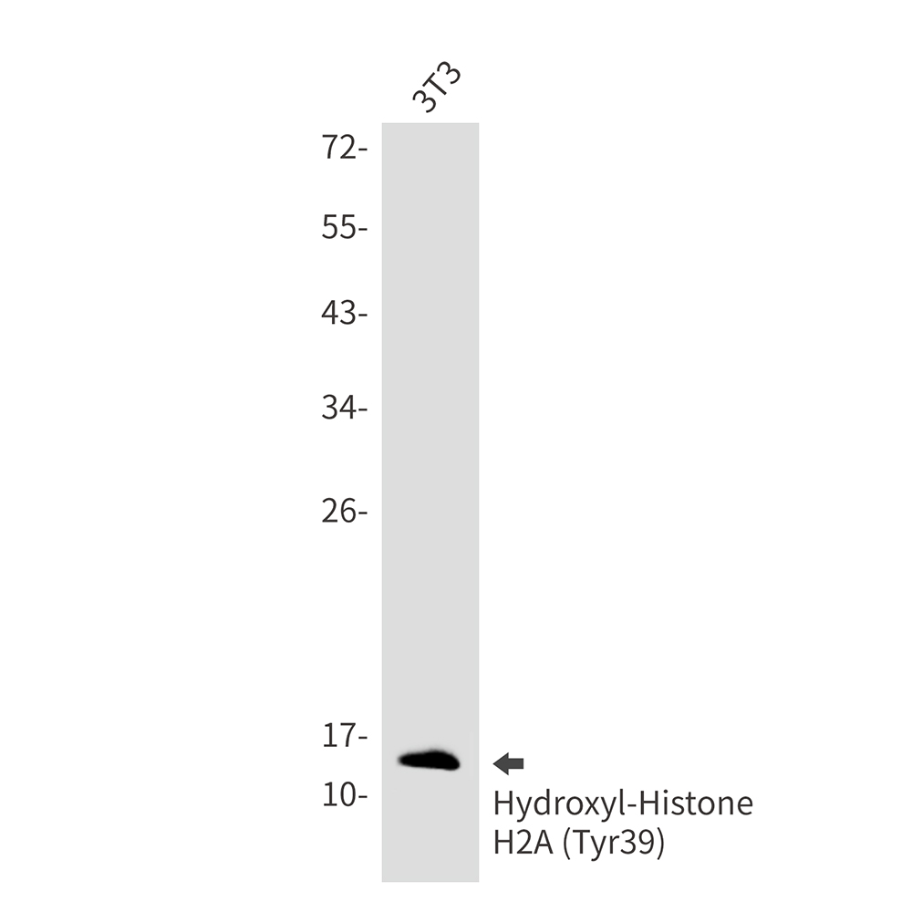Hydroxyl-Histone H2A (Tyr39) Rabbit mAb