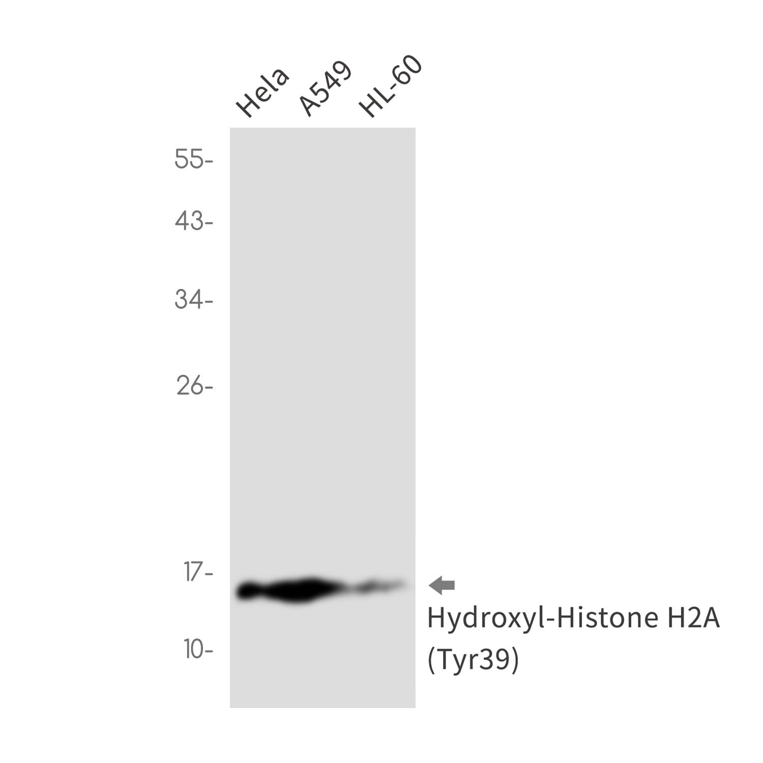 Hydroxyl-Histone H2A (Tyr39) Rabbit mAb