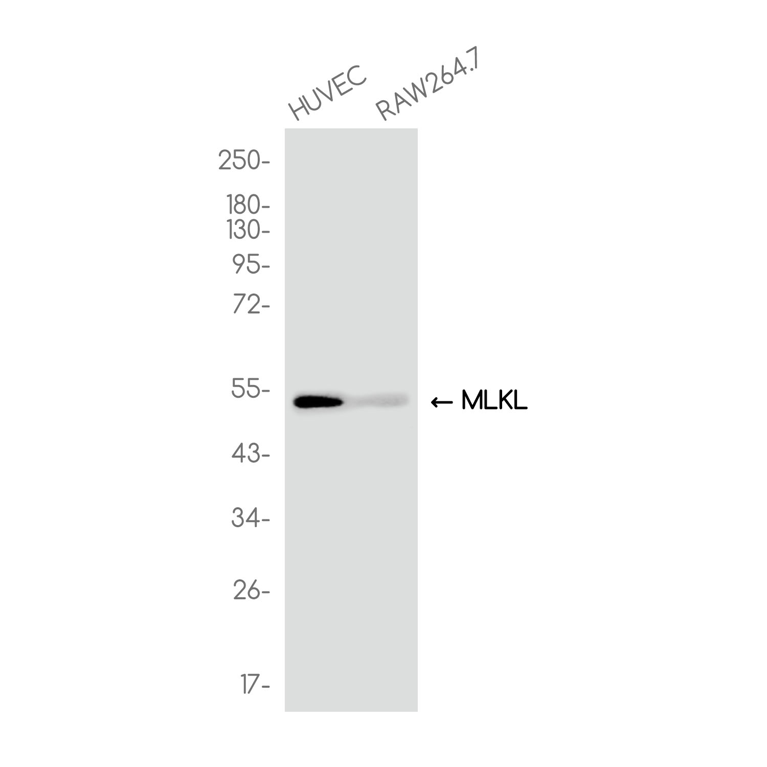 MLKL Rabbit mAb