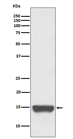 CD266 Rabbit mAb