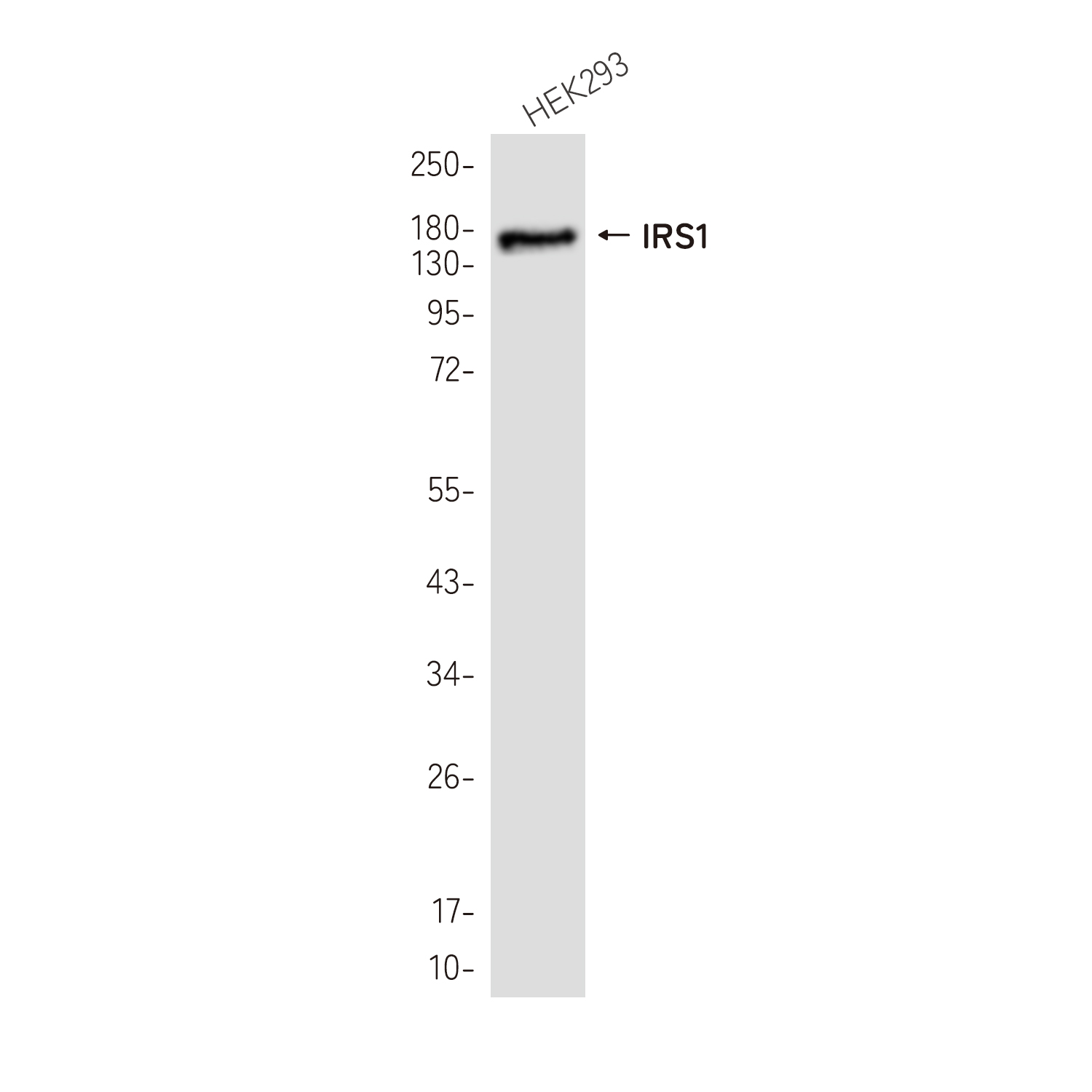 IRS1 Rabbit mAb