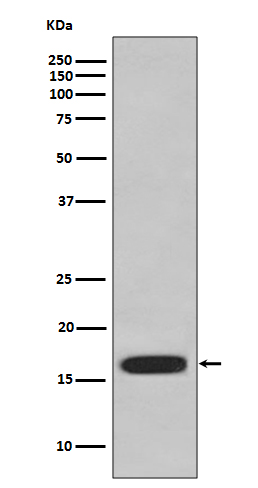 CD59 Rabbit mAb