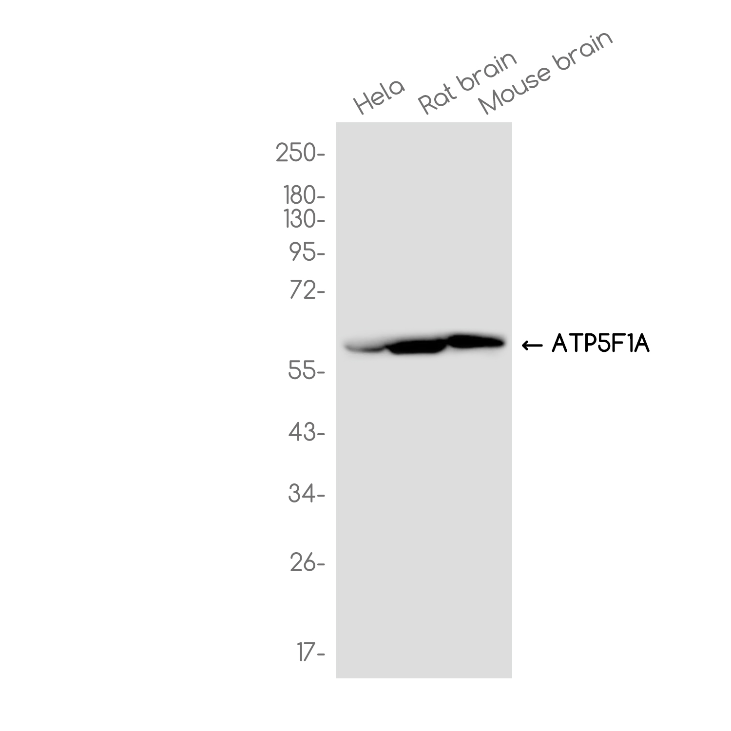 ATP5F1A Rabbit mAb