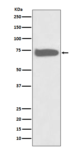 GCLC Rabbit mAb
