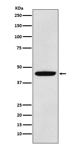 PDK1 Rabbit mAb