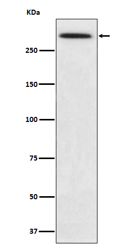 alpha 1 Spectrin Rabbit mAb
