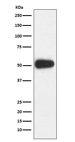 CD27 Rabbit mAb