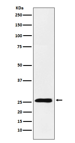 4 1BBL Rabbit mAb