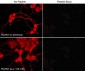 Anti-RCAN1/Dscr1 (C-terminus) Antibody
