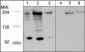 Anti-Robo1 (C-terminal region) Antibody