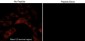 Anti-Robo1 (C-terminal region) Antibody