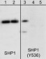 Anti-SHP1 (Tyr-536), Phosphospecific Antibody