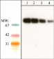Anti-SHP2 (N-terminal region) Antibody