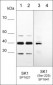 Anti-Sphingosine Kinase 1 (Central region) Antibody