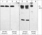 Anti-Sphingosine Kinase 2 (N-terminal region) Antibody