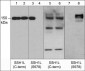 Anti-Slingshot-1L (Ser-978), Phosphospecific Antibody