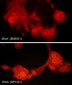 Anti-ShcA Antibody