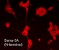 Anti-Semaphorin-3A (N-terminal) Antibody