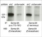 Anti-Semaphorin-6A (cytoplasmic region) Antibody