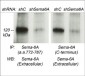 Anti-Semaphorin-6A (C-terminus) Antibody