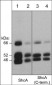 Anti-ShcA Antibody