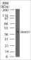 Anti-SMAD7 (N-terminal region) Antibody