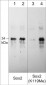 Anti-Sox2 (Lys-119), methyl-specific Antibody