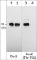 Anti-Sox2 (Thr-118), Phosphospecific Antibody