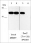 Anti-Sox2 (Thr-128), Phosphospecific Antibody