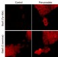 Anti-Stat5 (C-terminal region) Antibody