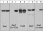 Anti-Stat5 (Tyr-694), Phosphospecific Antibody