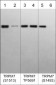 Anti-TRPM7 (Ser-1513), Phosphospecific Antibody