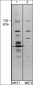 Anti-TRPM8 (Extracellular region) Antibody