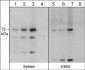 Anti-Themis (N-terminal region) Antibody