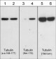 Anti-β-Tubulin (Ser-172), Phosphospecific Antibody