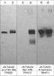 Anti-α6-Tubulin (Ser-165), Phosphospecific Antibody