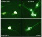 Anti-βIII-Tubulin (C-terminus) Antibody