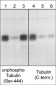 Anti-βIII-Tubulin Antibody