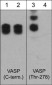 Anti-VASP (C-terminal region) Antibody