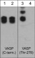 Anti-VASP (Thr-278), Phosphospecific Antibody