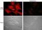 Anti-VASP (Thr-278), Phosphospecific Antibody