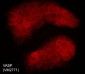 Anti-VASP (C-terminal region) Antibody