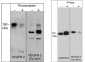 Anti-VEGFR-2 (Tyr-801) [conserved site], Phosphospecific Antibody