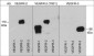 Anti-VEGFR-2 Antibody