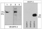Anti-VEGFR-3 (N-terminus) Antibody