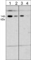 Anti-VE-Cadherin (C-terminal) Antibody