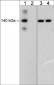 Anti-VE-Cadherin (Tyr-685), Phosphospecific Antibody