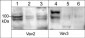 Anti-Vav2 Antibody