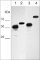 Anti-Nucleoporin p62 (N-terminal region) Antibody