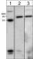 Anti-WASP / N-WASP Antibody